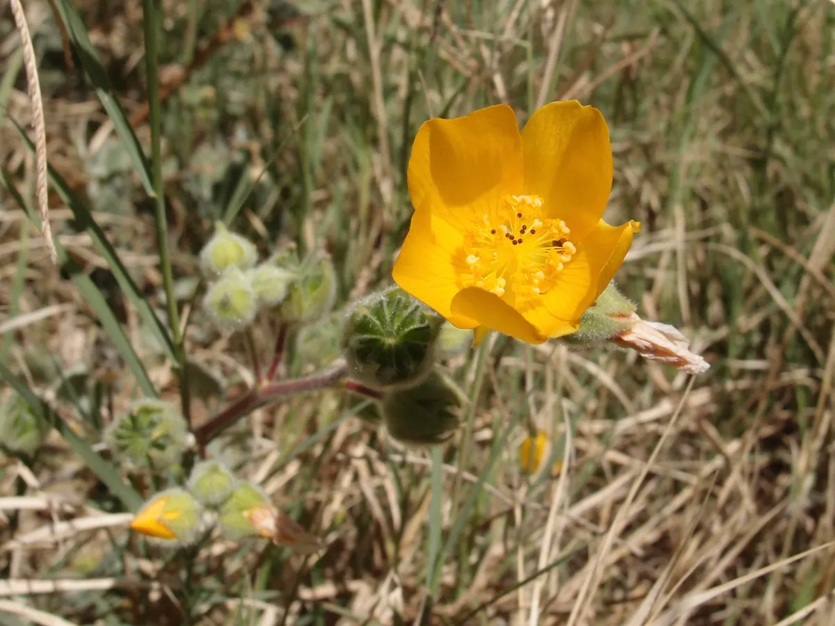 Palmer's abutilon