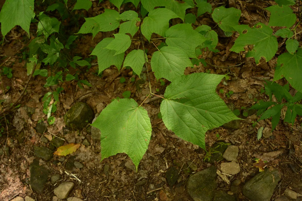 Striped Maple