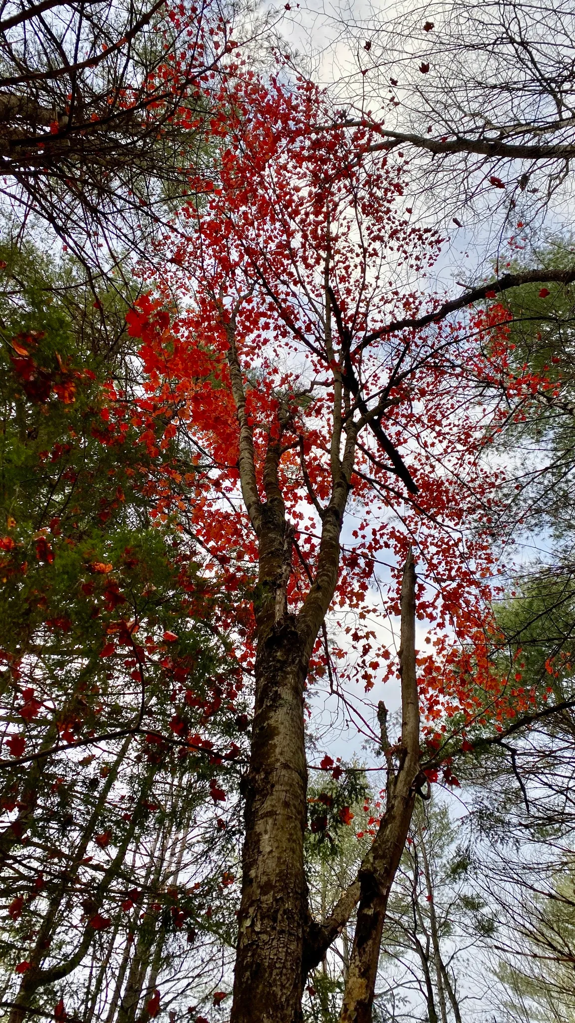 Red Maple