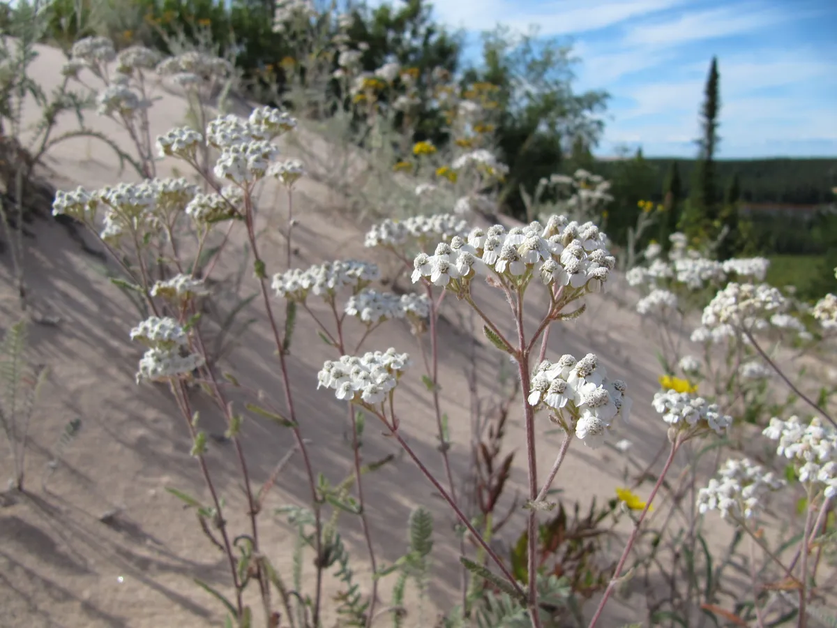 Common Yarrow