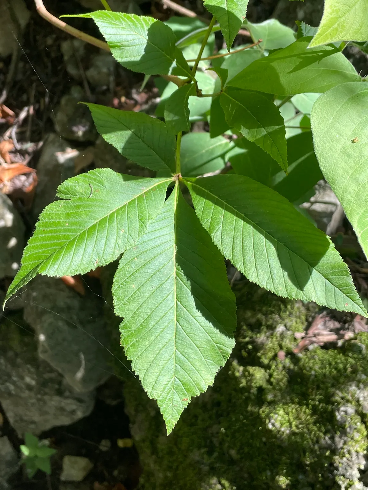 Red buckeye