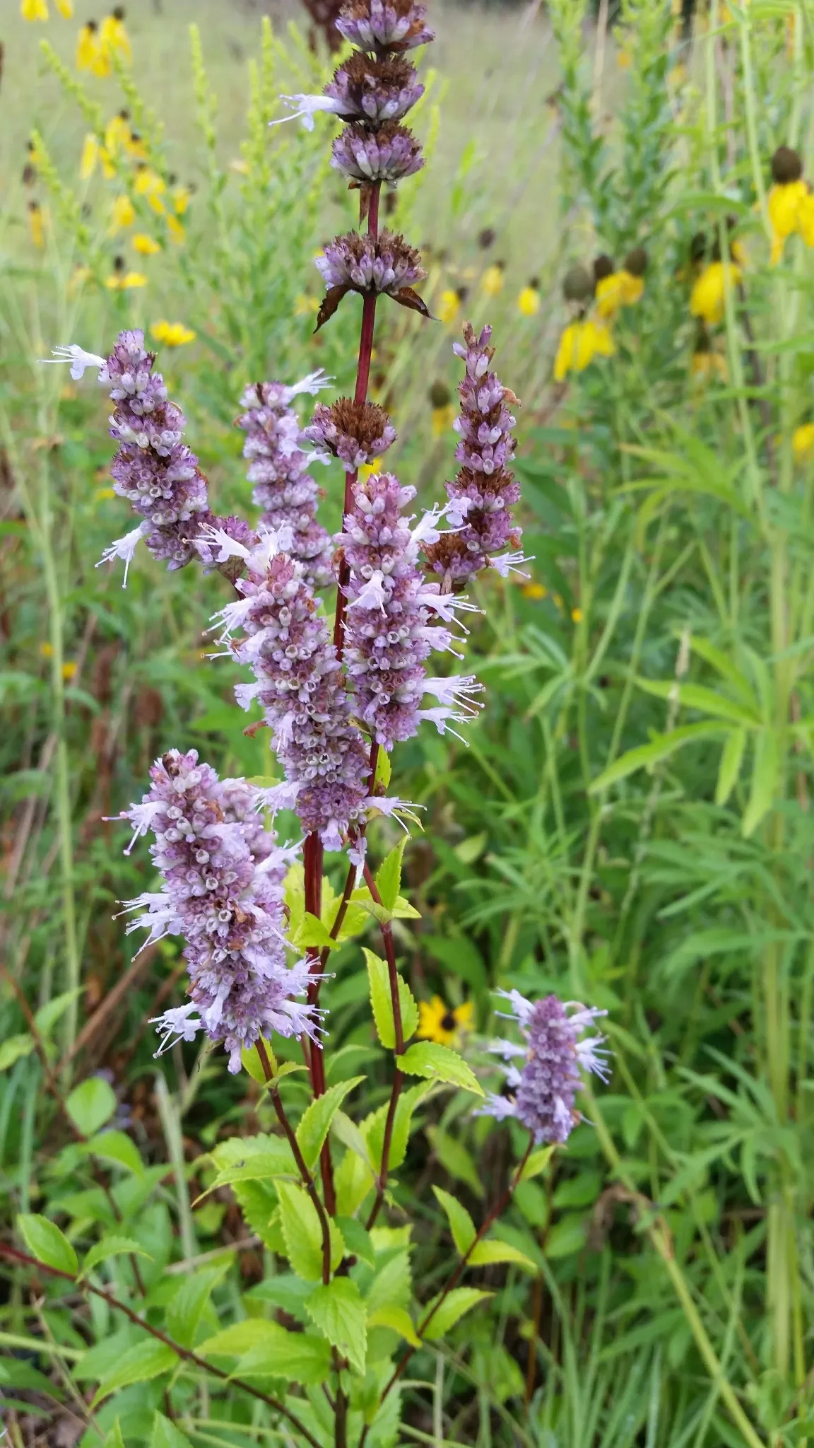 Blue Giant-hyssop