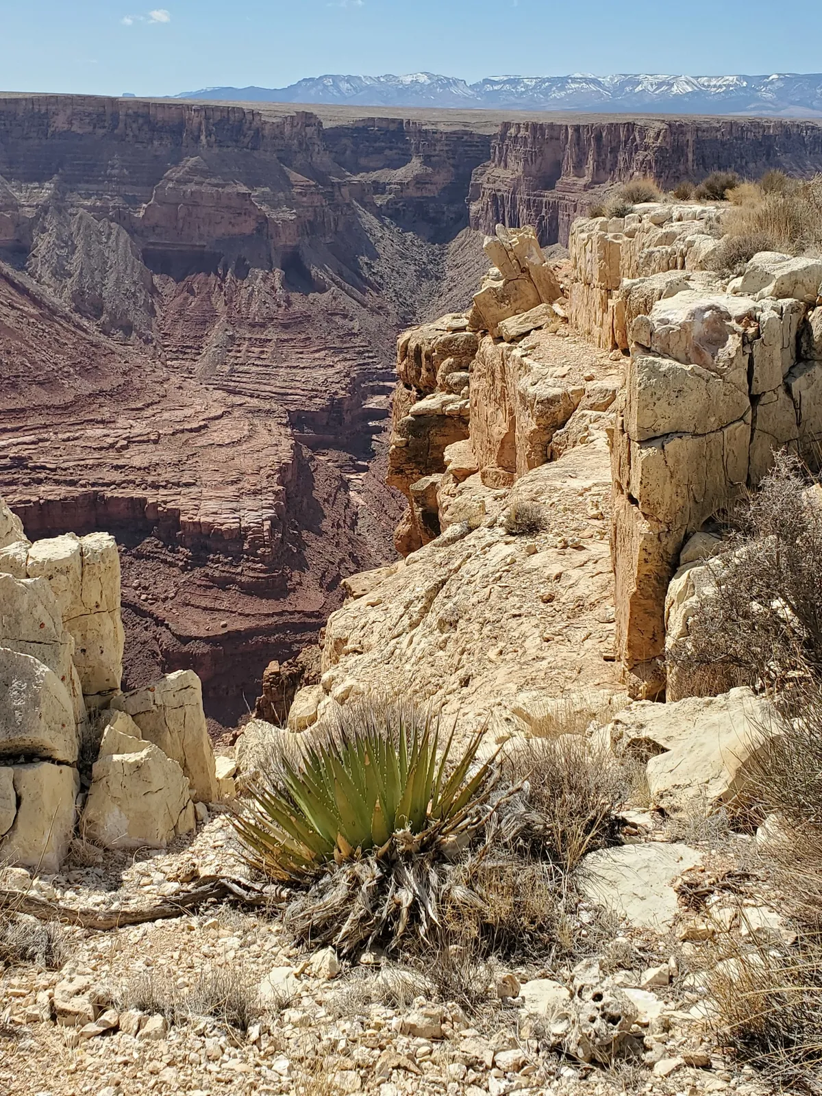 Utah Agave
