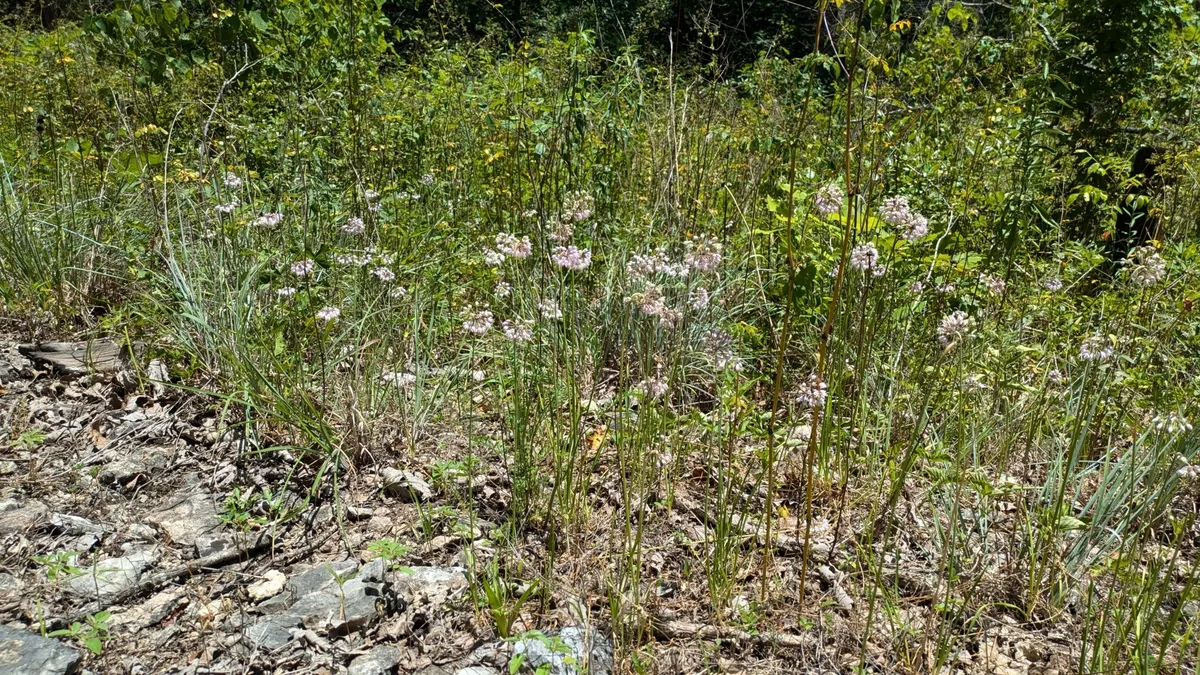 Wild Onion
