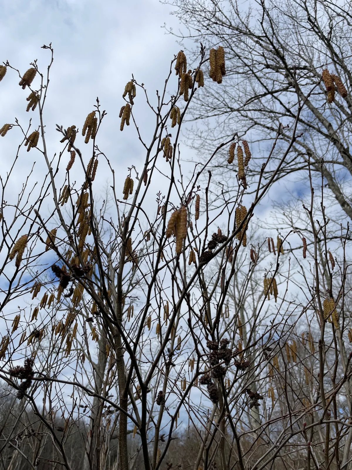 Smooth Alder
