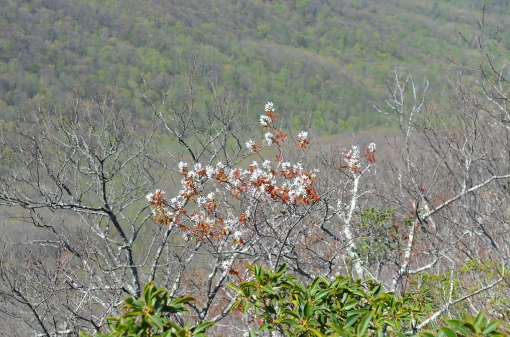 Smooth Shadbush