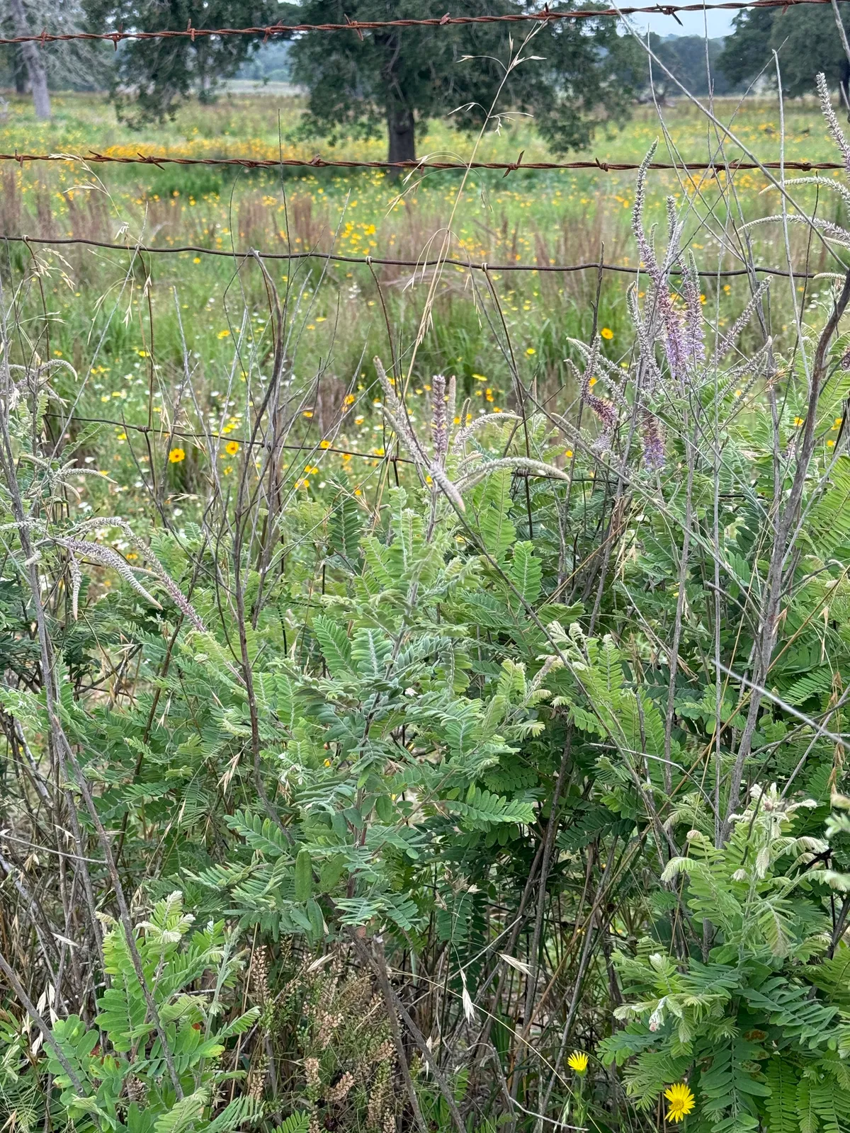 Leadplant
