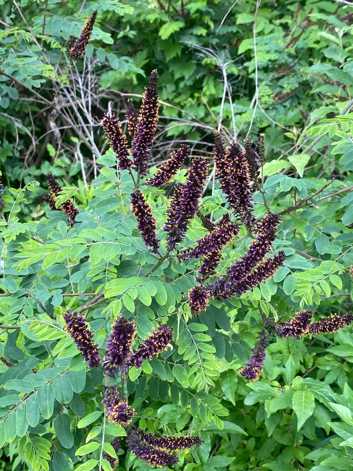 Bastard Indigo-bush