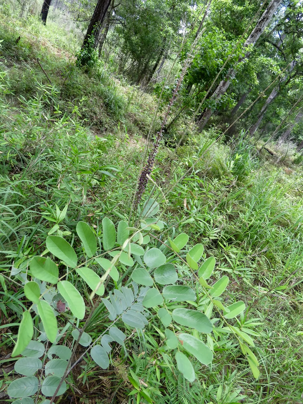 Panicled False Indigo