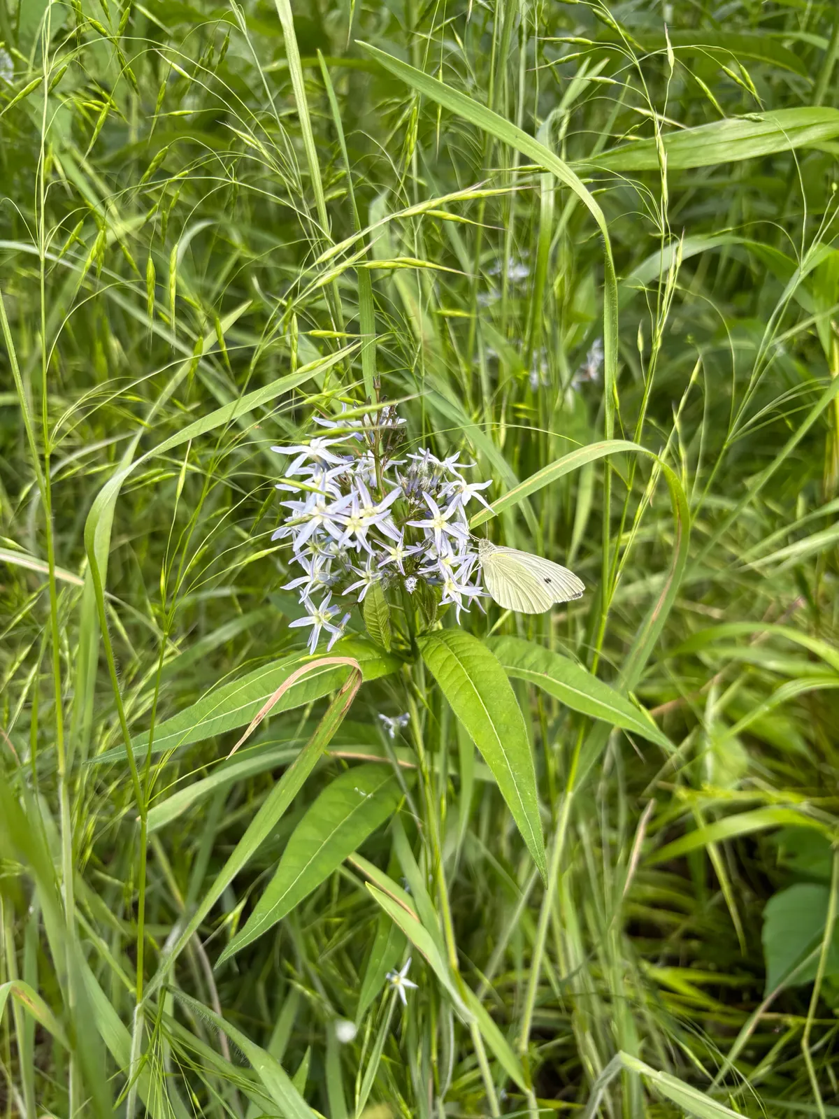 Eastern Bluestar