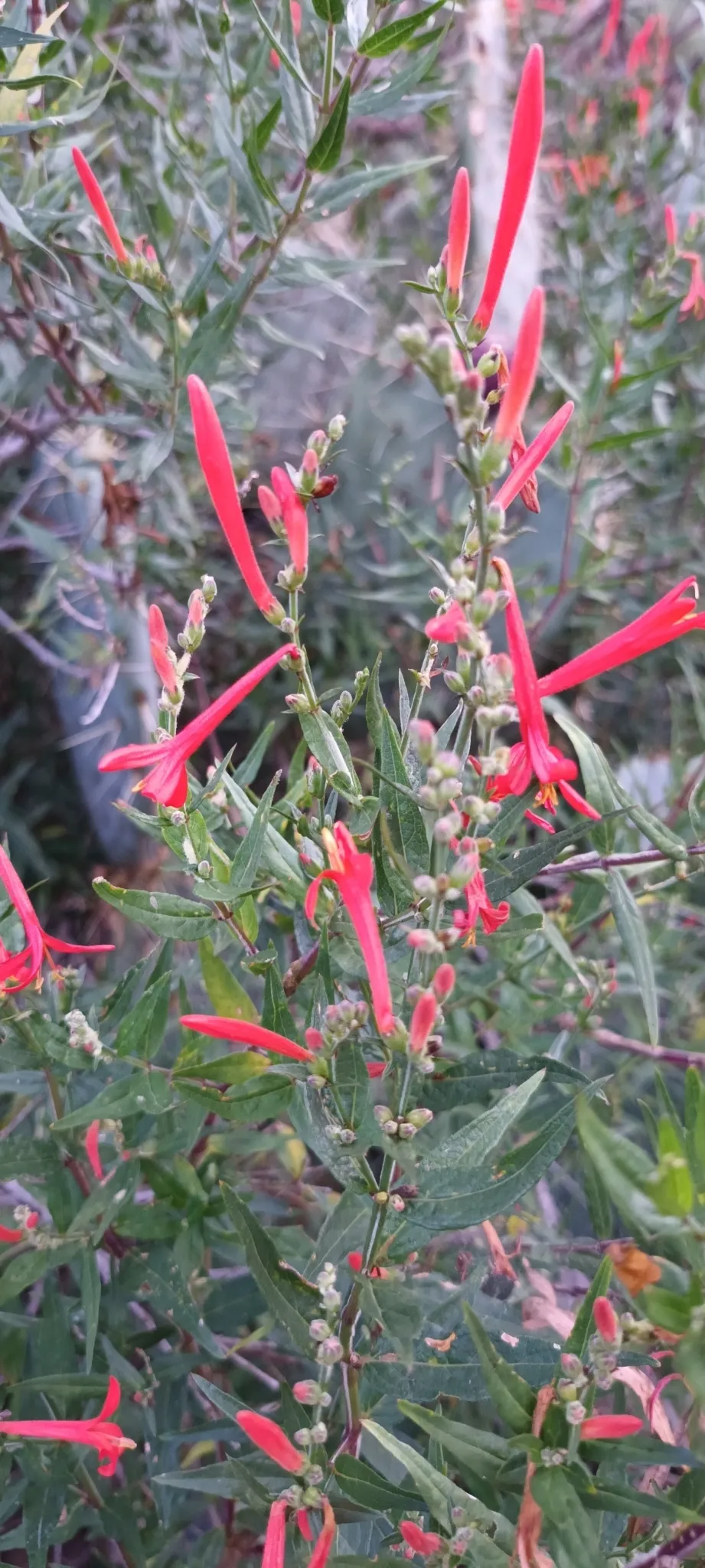 Flame acanthus