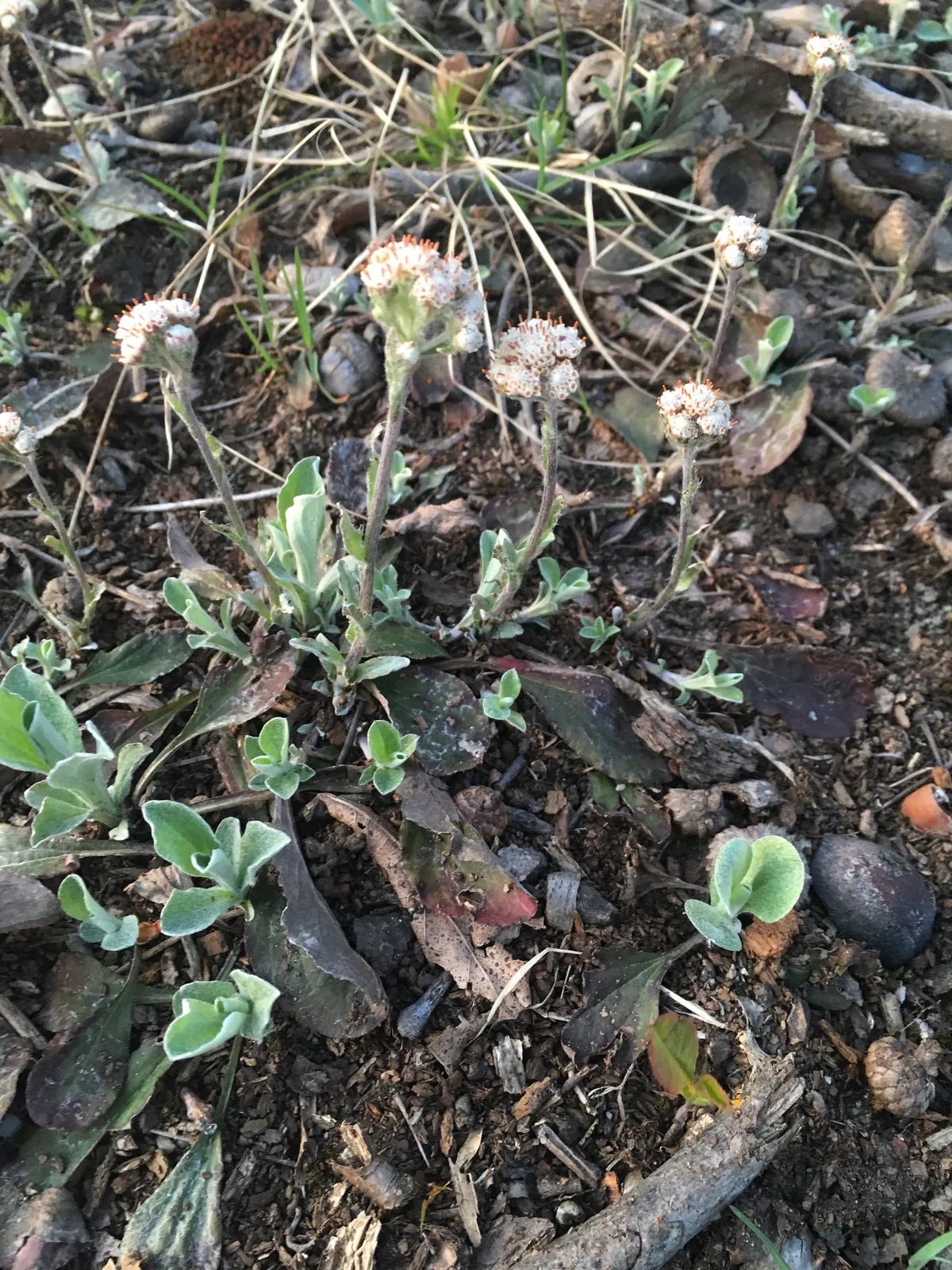 Plantain-leaf Pussytoes