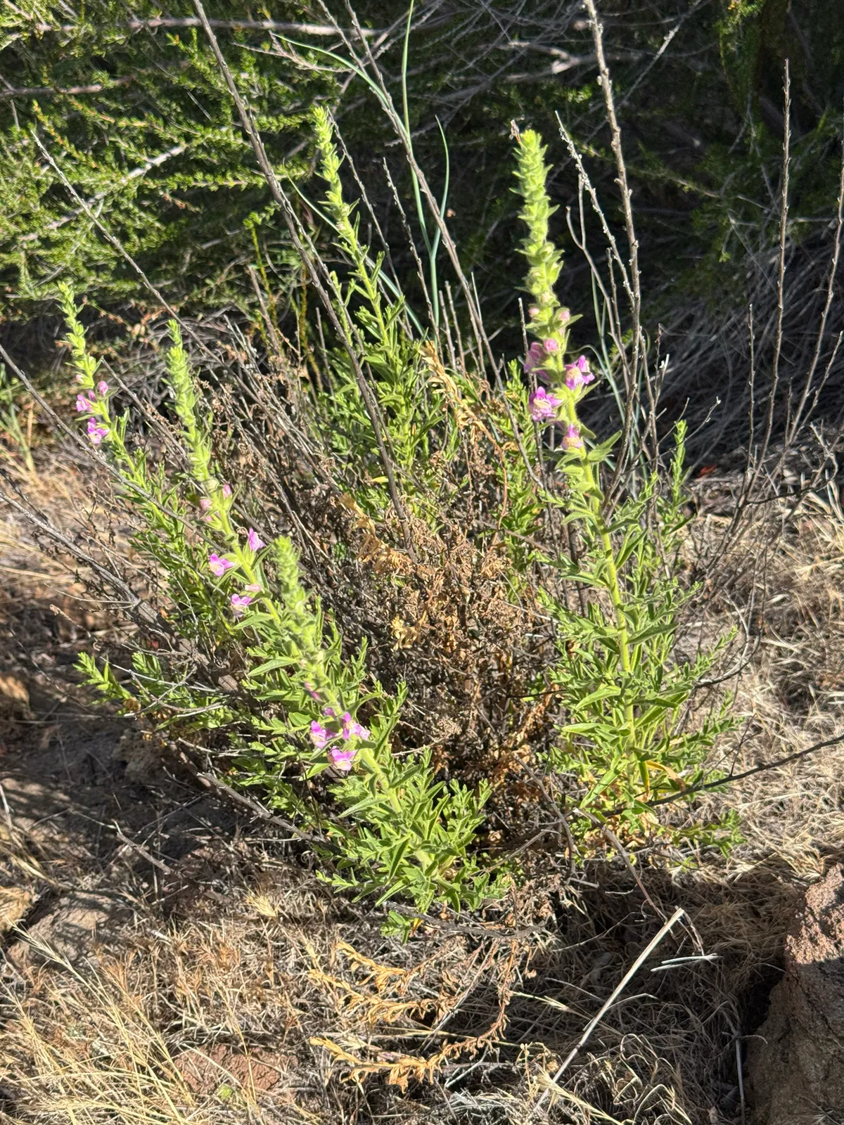 Withered snapdragon