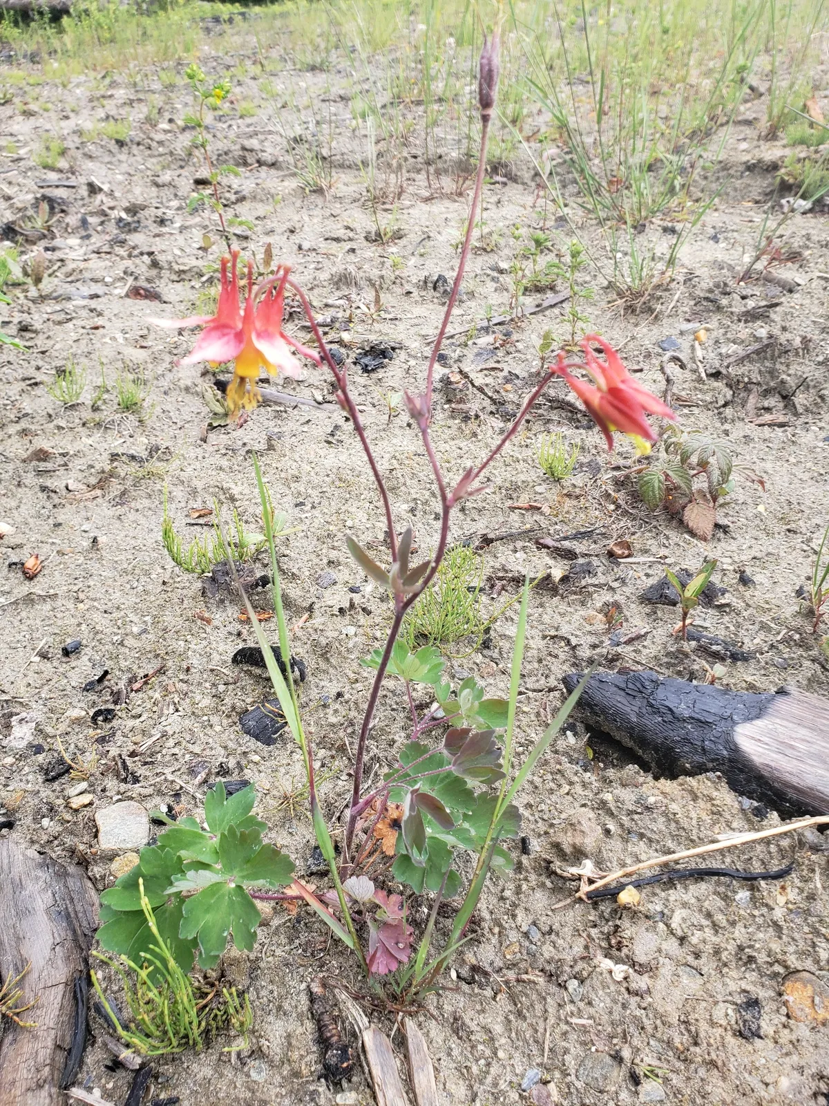 Western Columbine