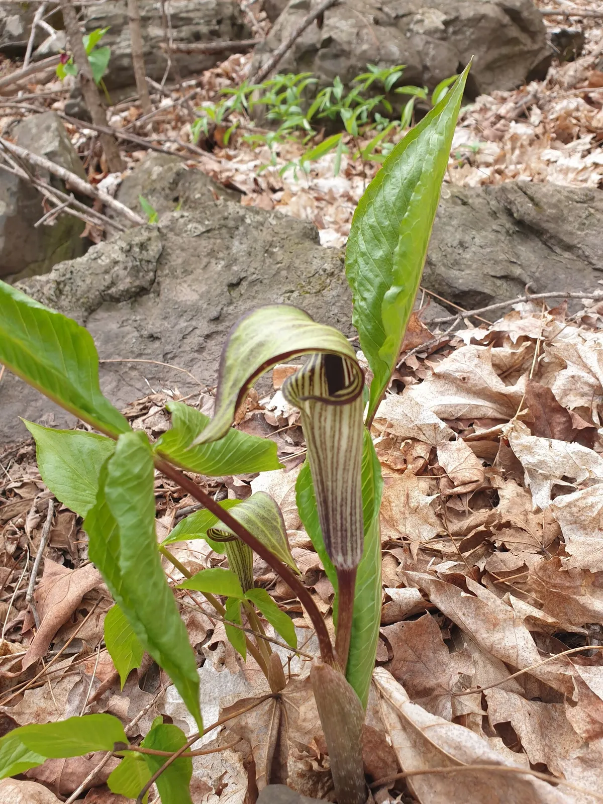 Indian-turnip
