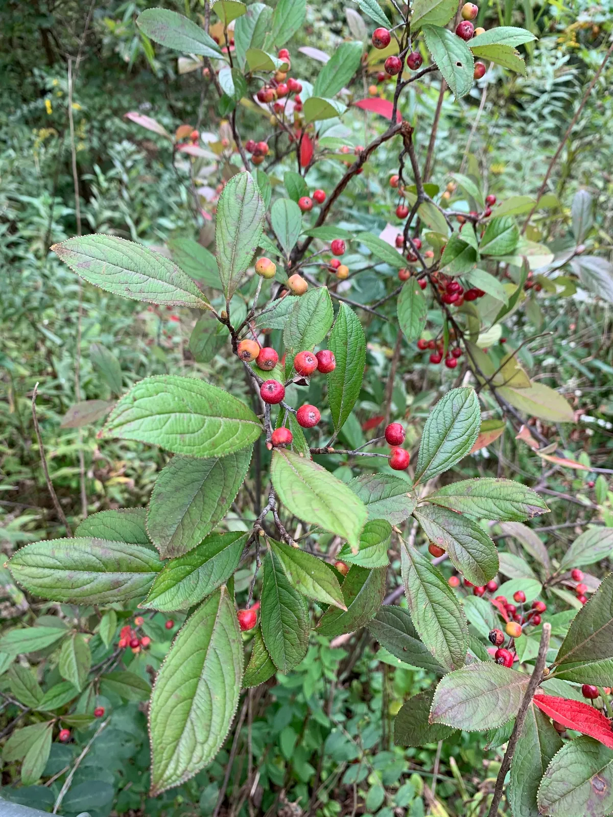 Red Chokeberry