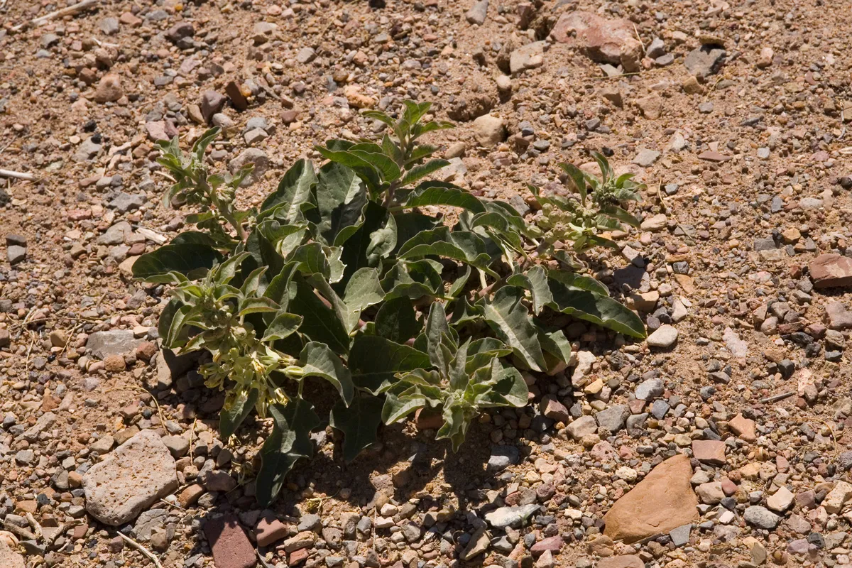 Zizotes Milkweed