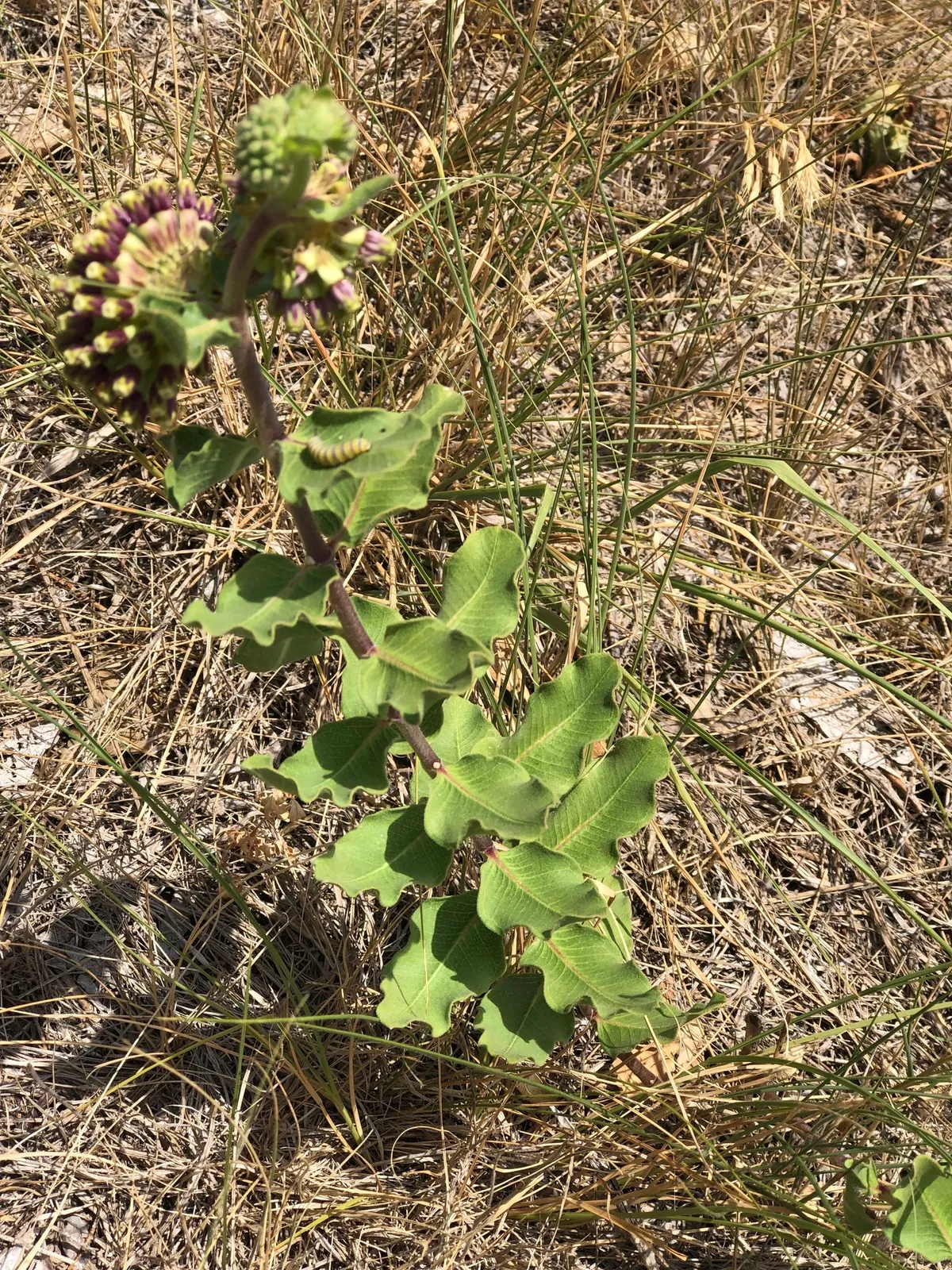 Green Comet Milkweed