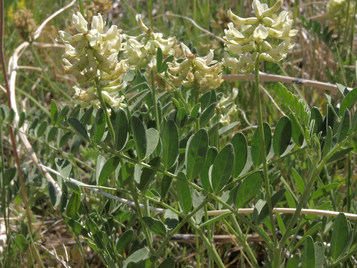 Canada Milk-vetch