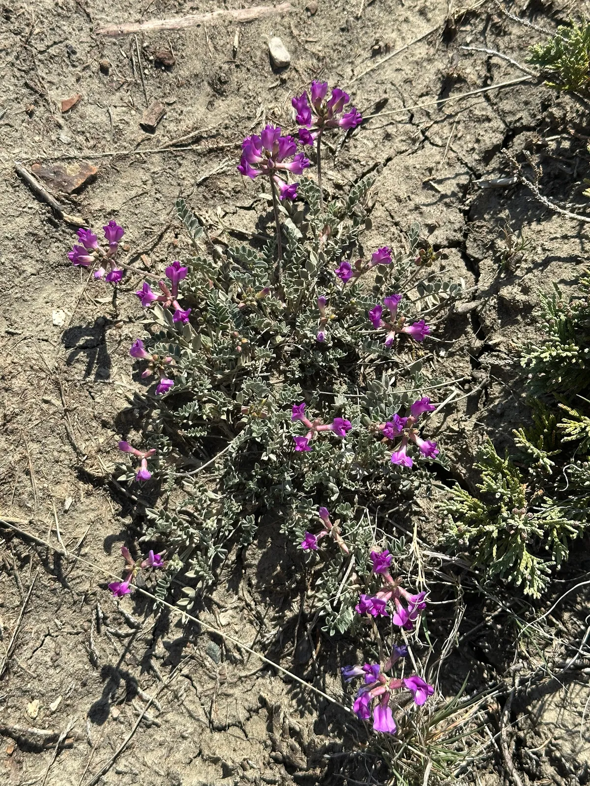 Missouri Milk-vetch