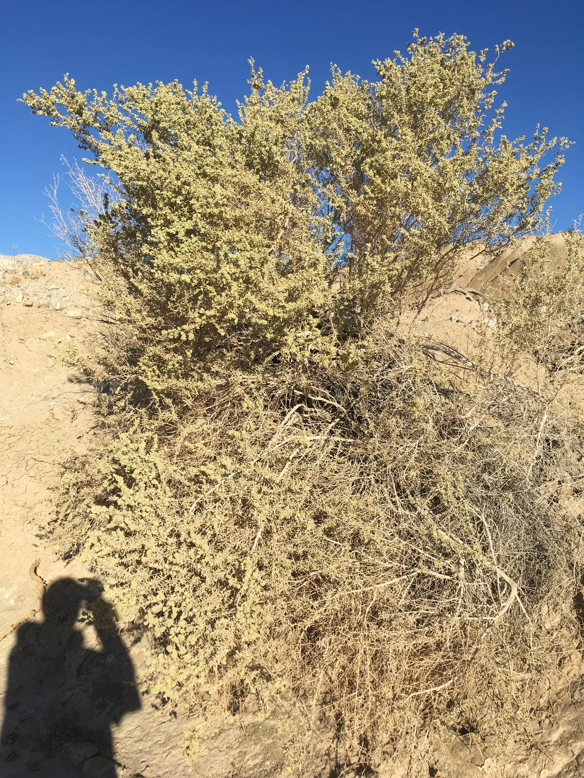Four-wing Saltbush
