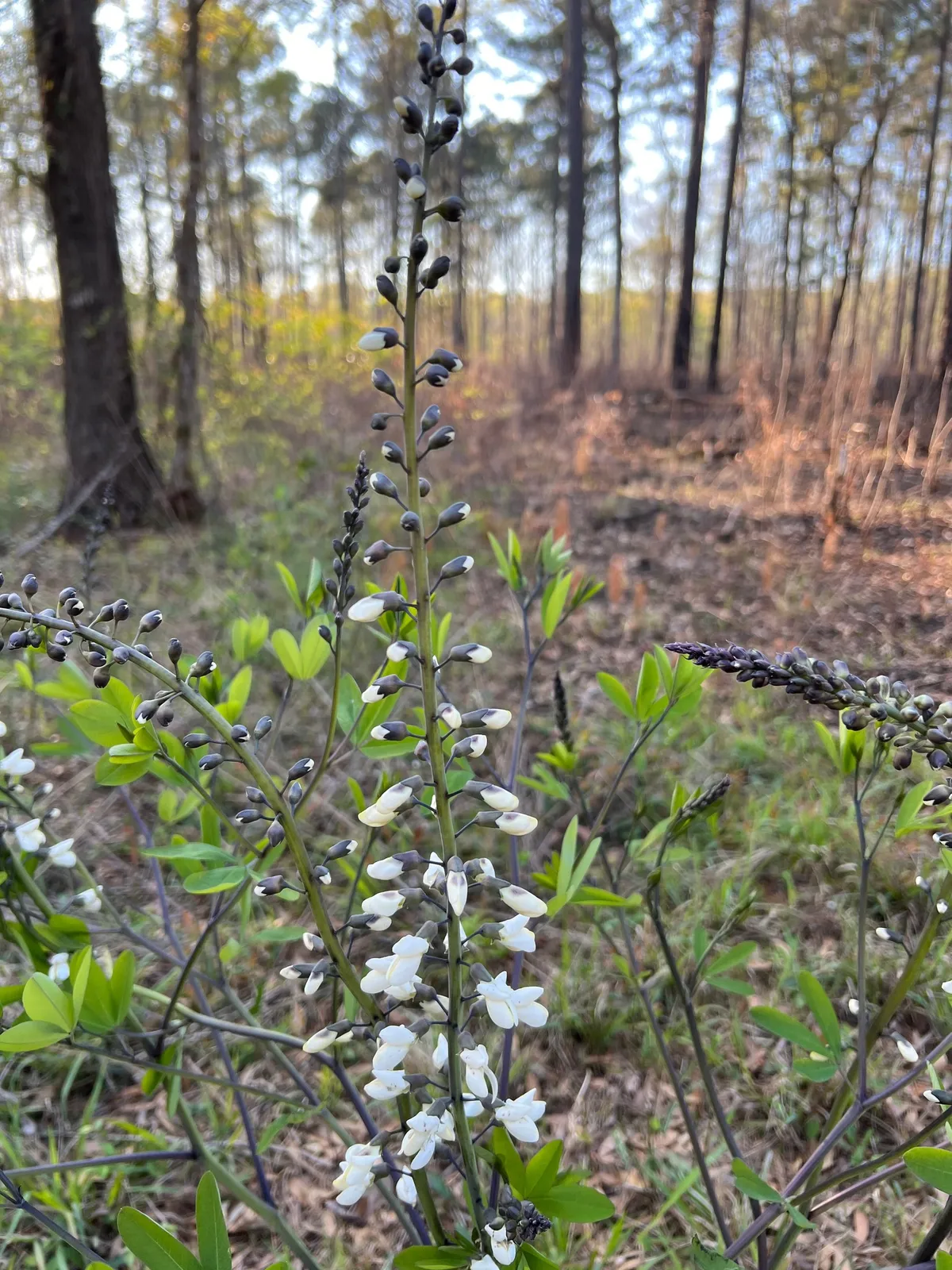 White Wild Indigo