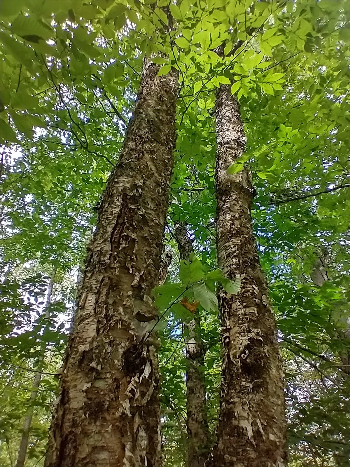 Yellow Birch