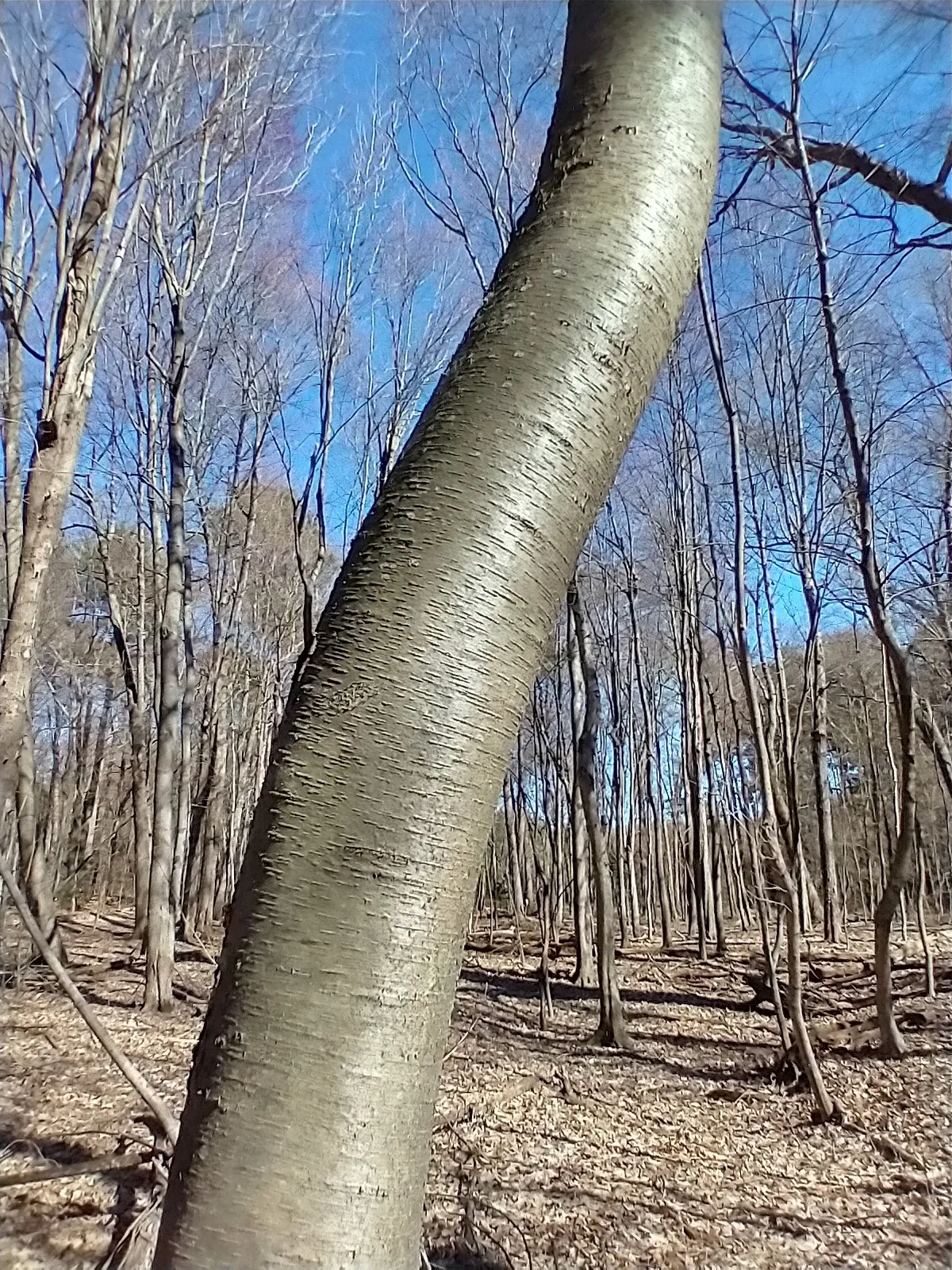 Cherry Birch