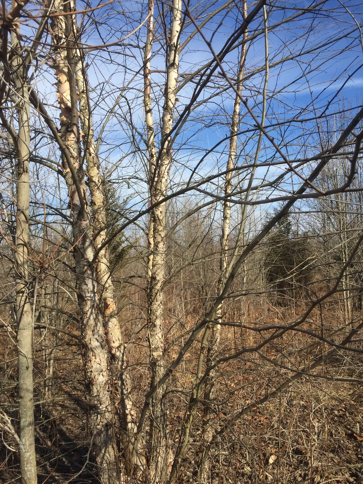Red Birch