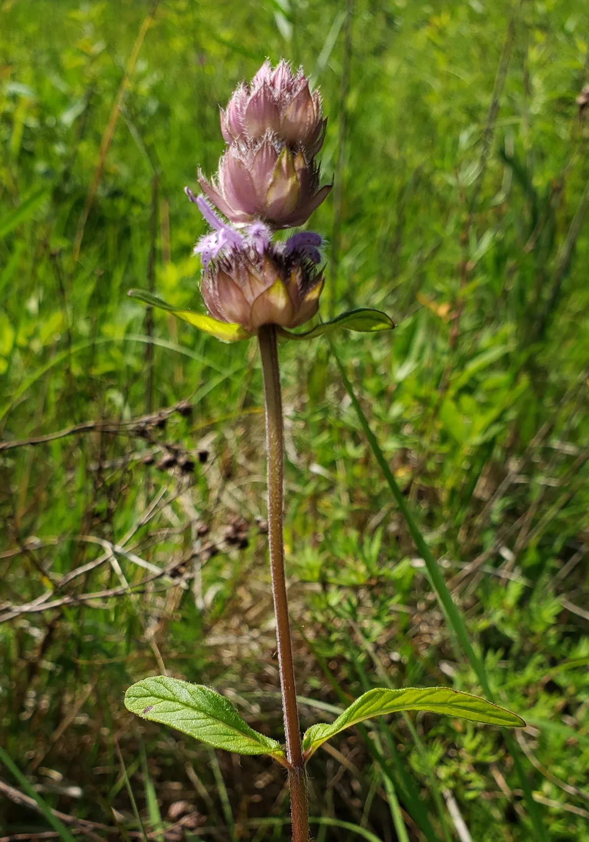 Downy Wood-mint