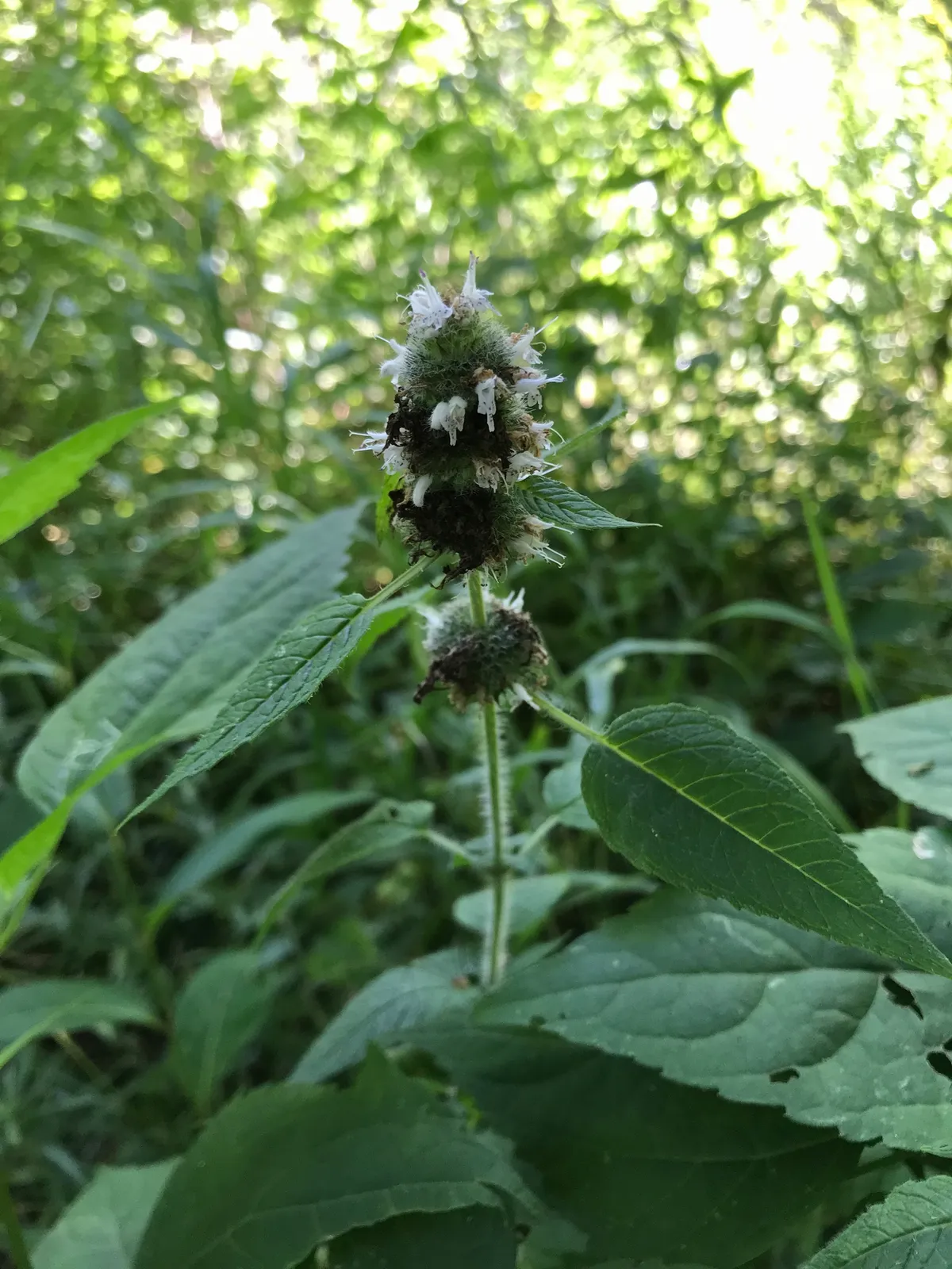 Hairy Wood-mint