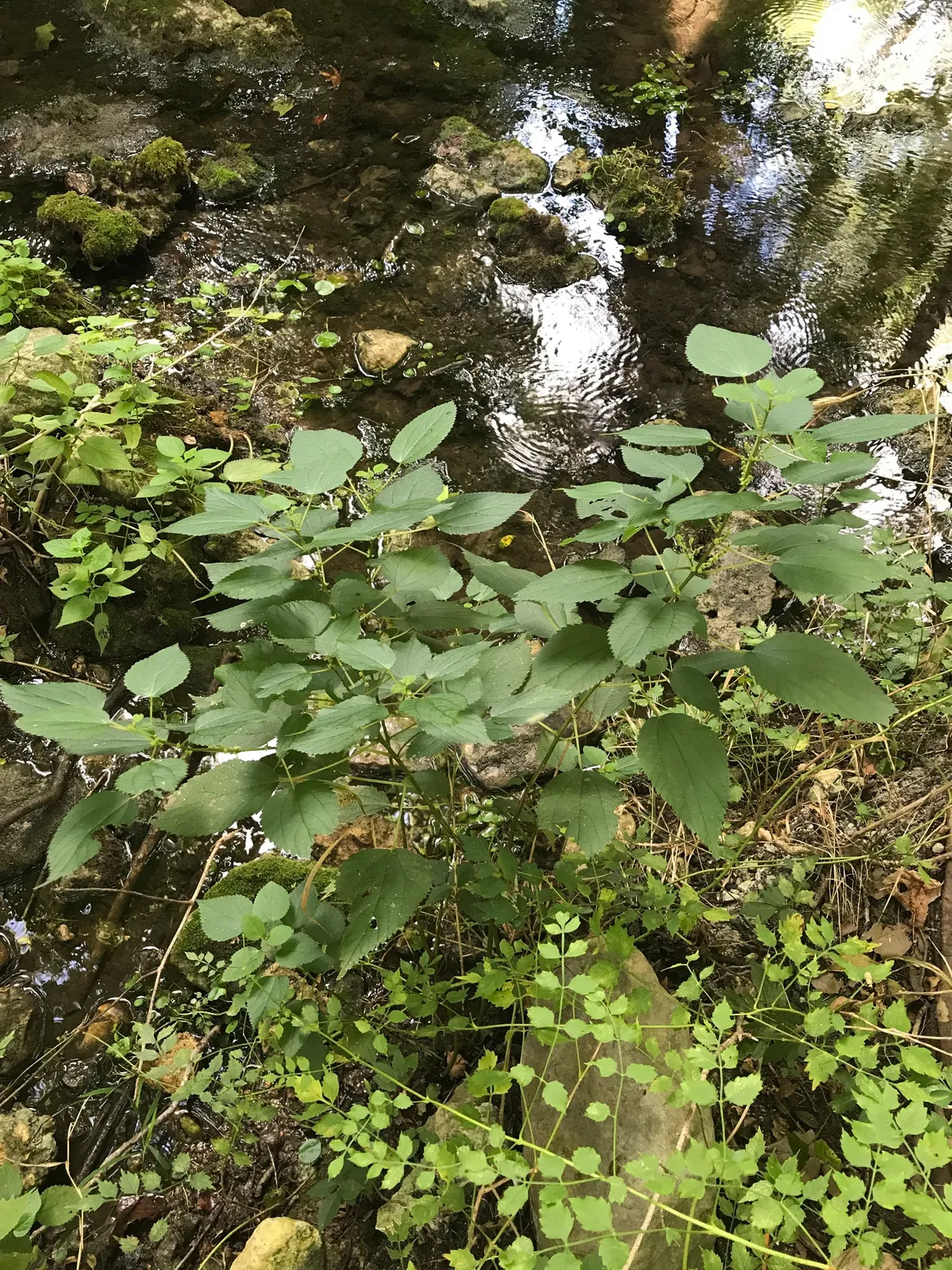 False Nettle