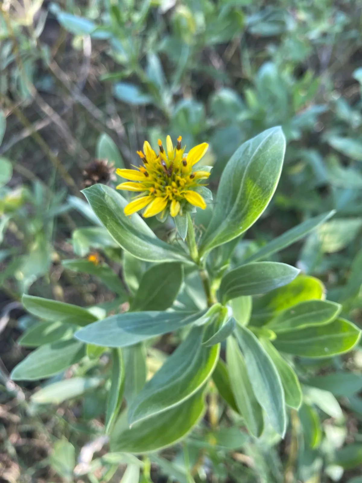 Sea Ox-eye Daisy