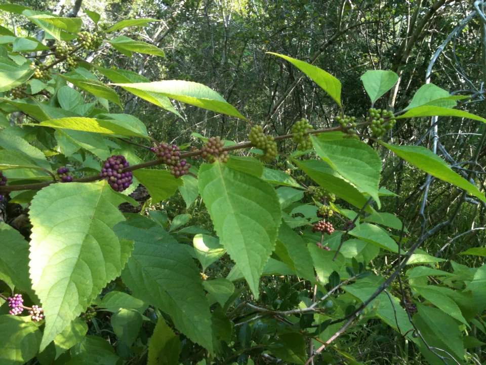 American Beautyberry