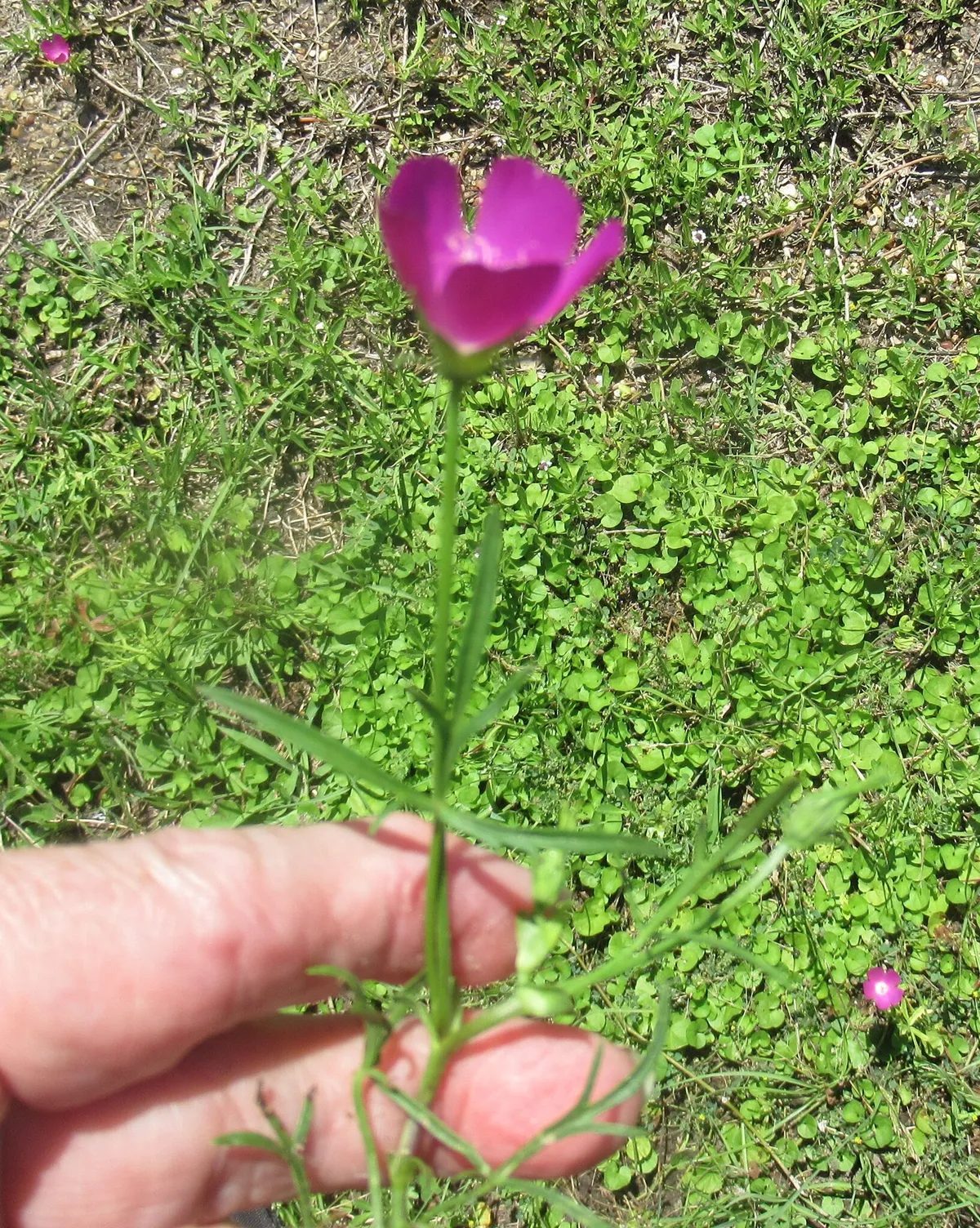 Low Poppymallow