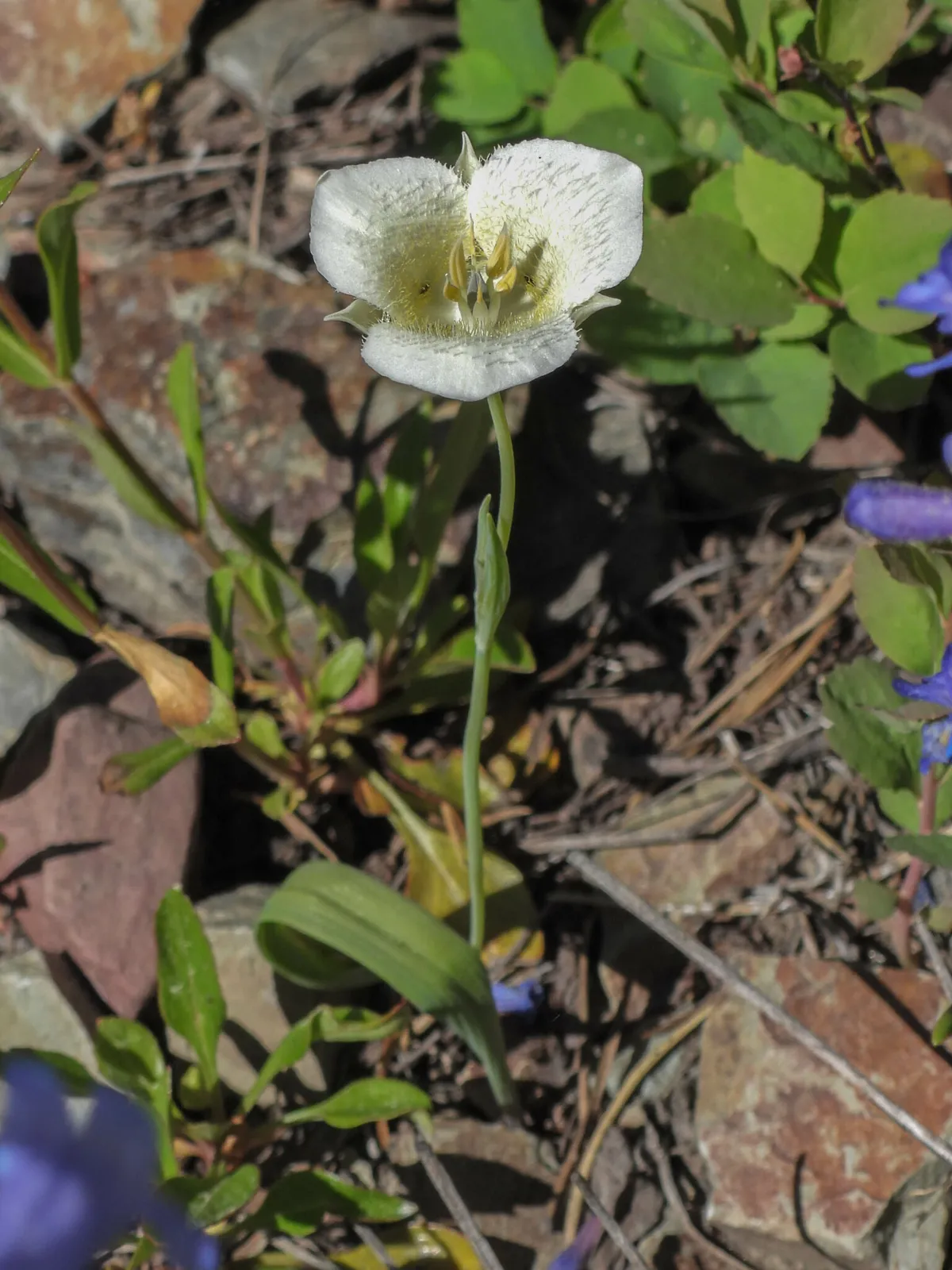 Pointedtip Mariposa Lily