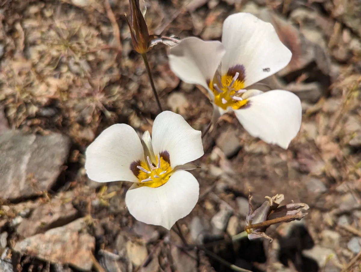 Leichtlin's Mariposa Lily