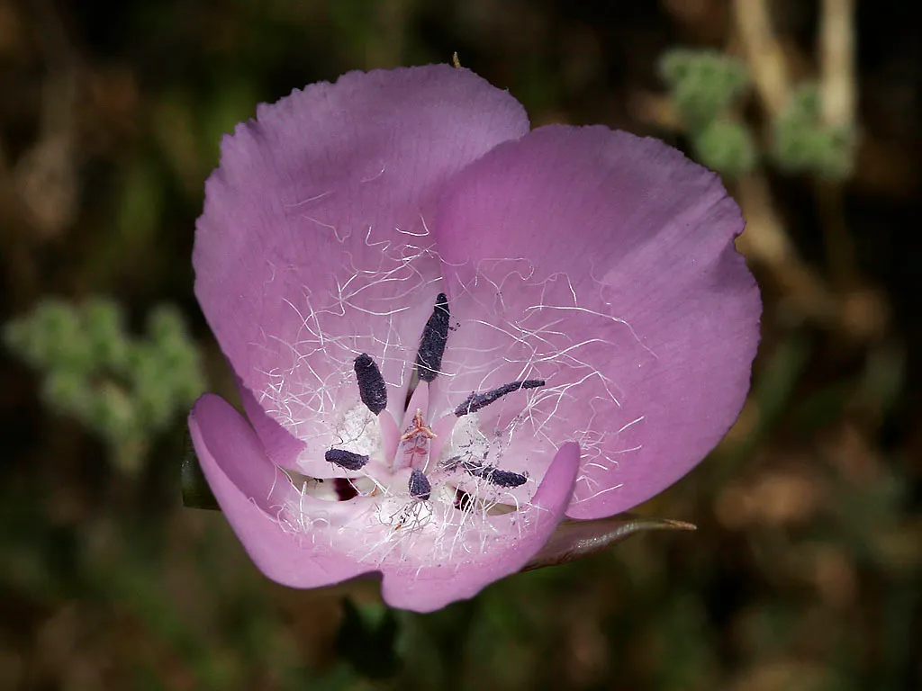Splendid mariposa lily