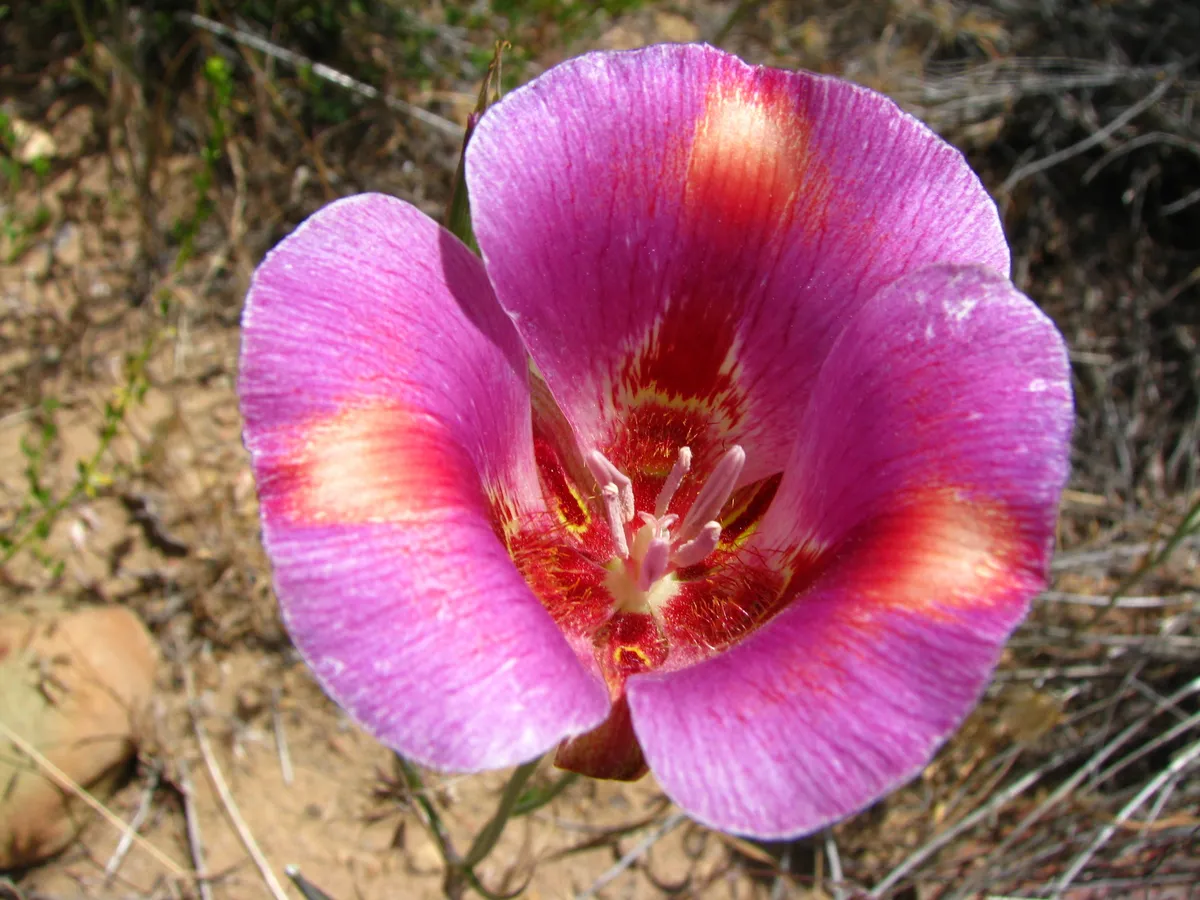 Butterfly Mariposa Lily