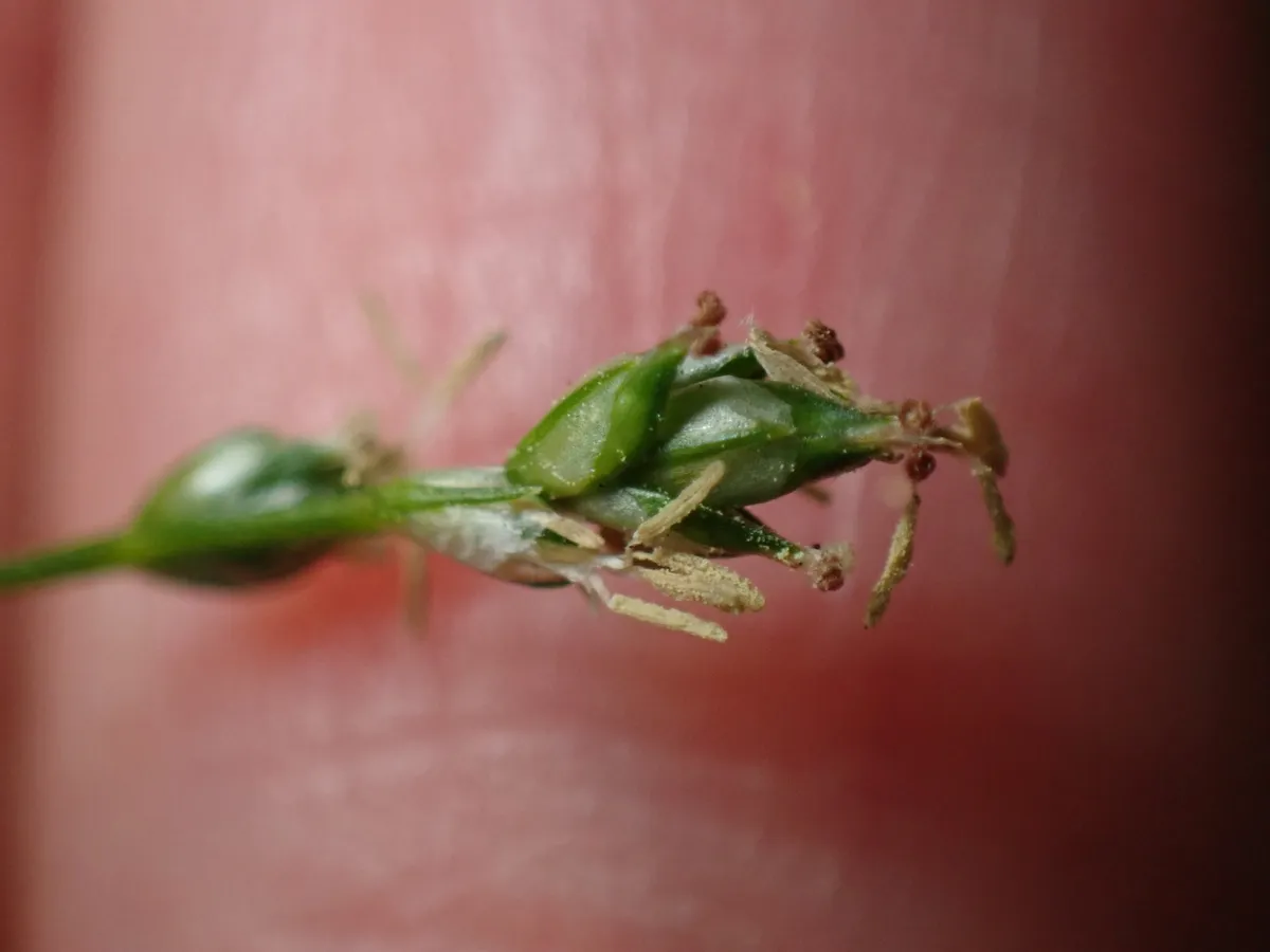 Appalachian sedge