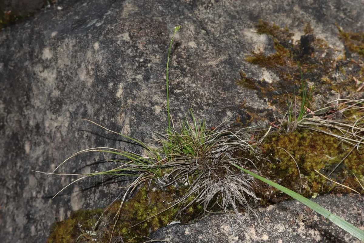 Bristleleaf Sedge