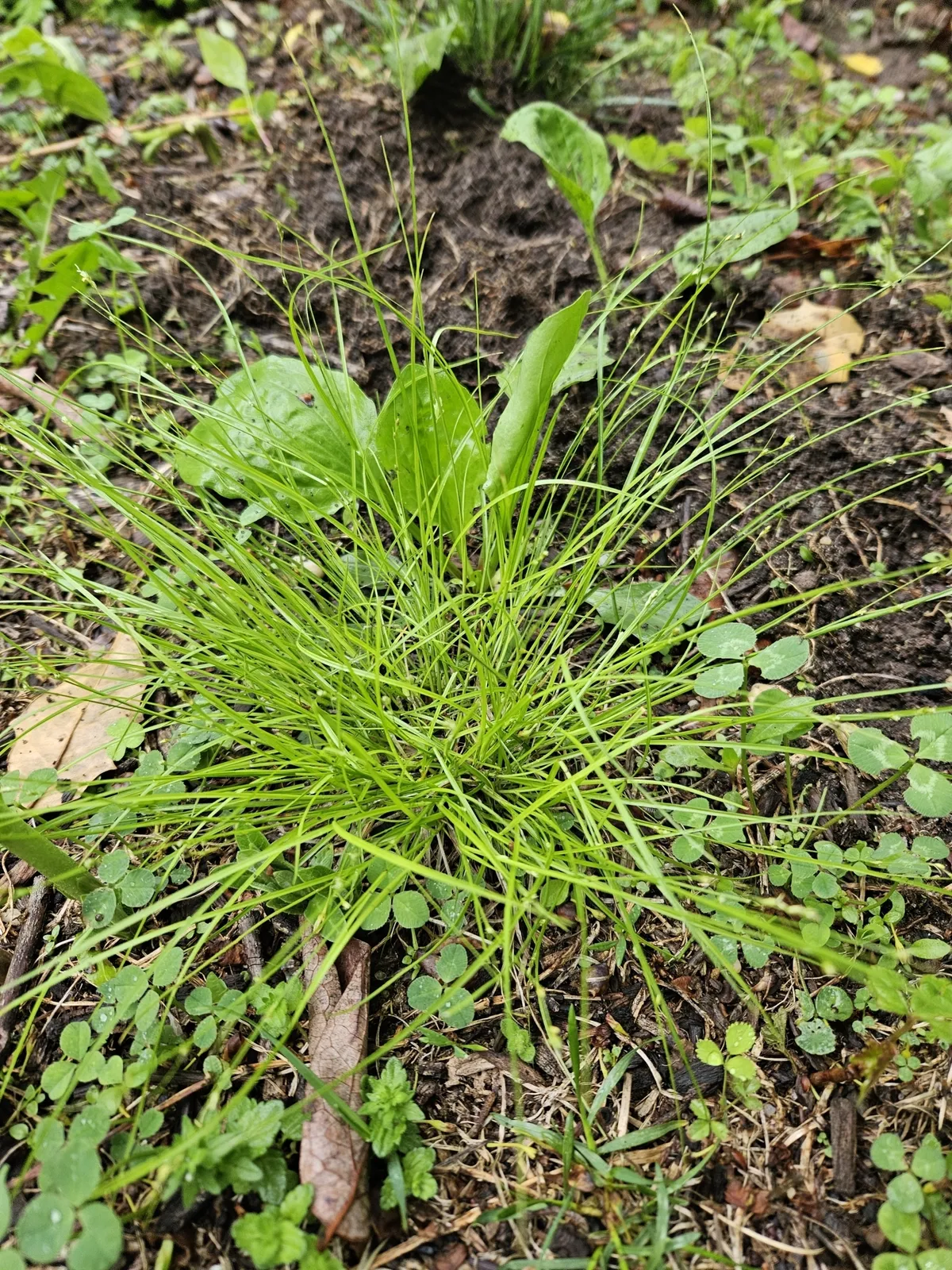 Eastern Star Sedge