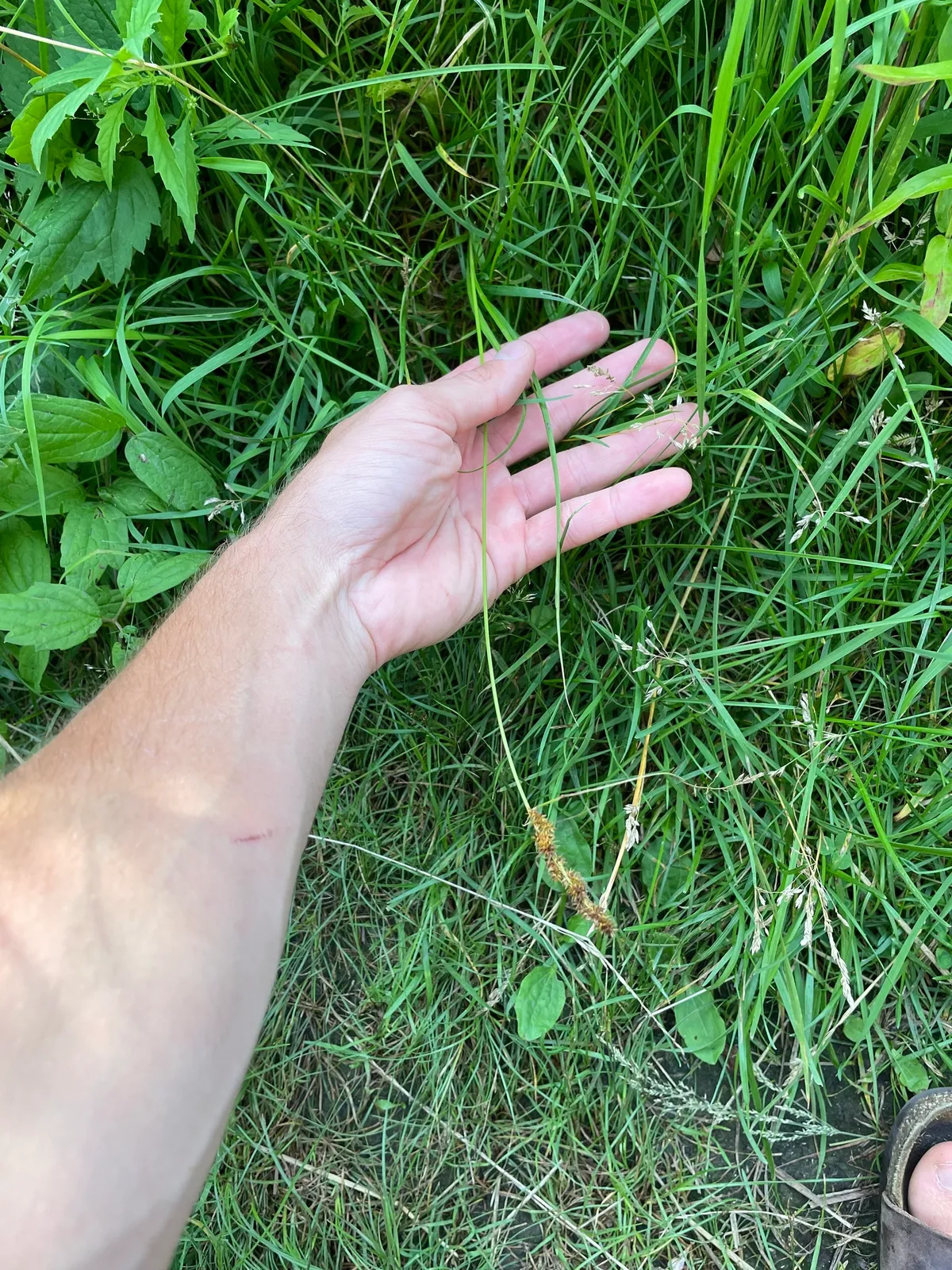 American Fox Sedge