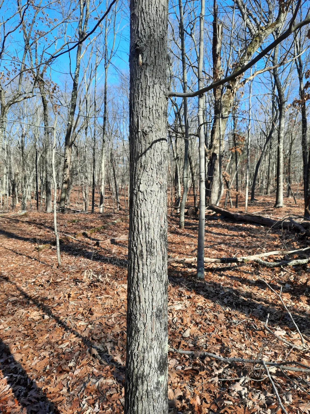 Pignut Hickory