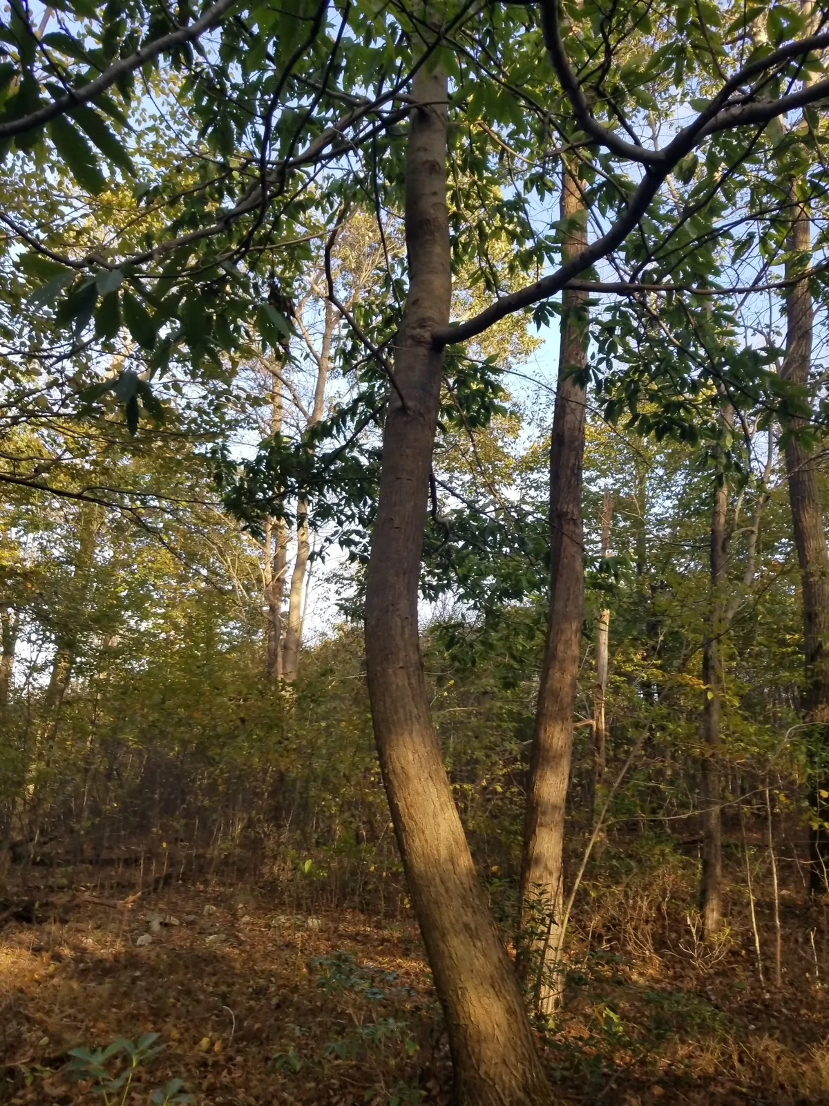 American Chestnut