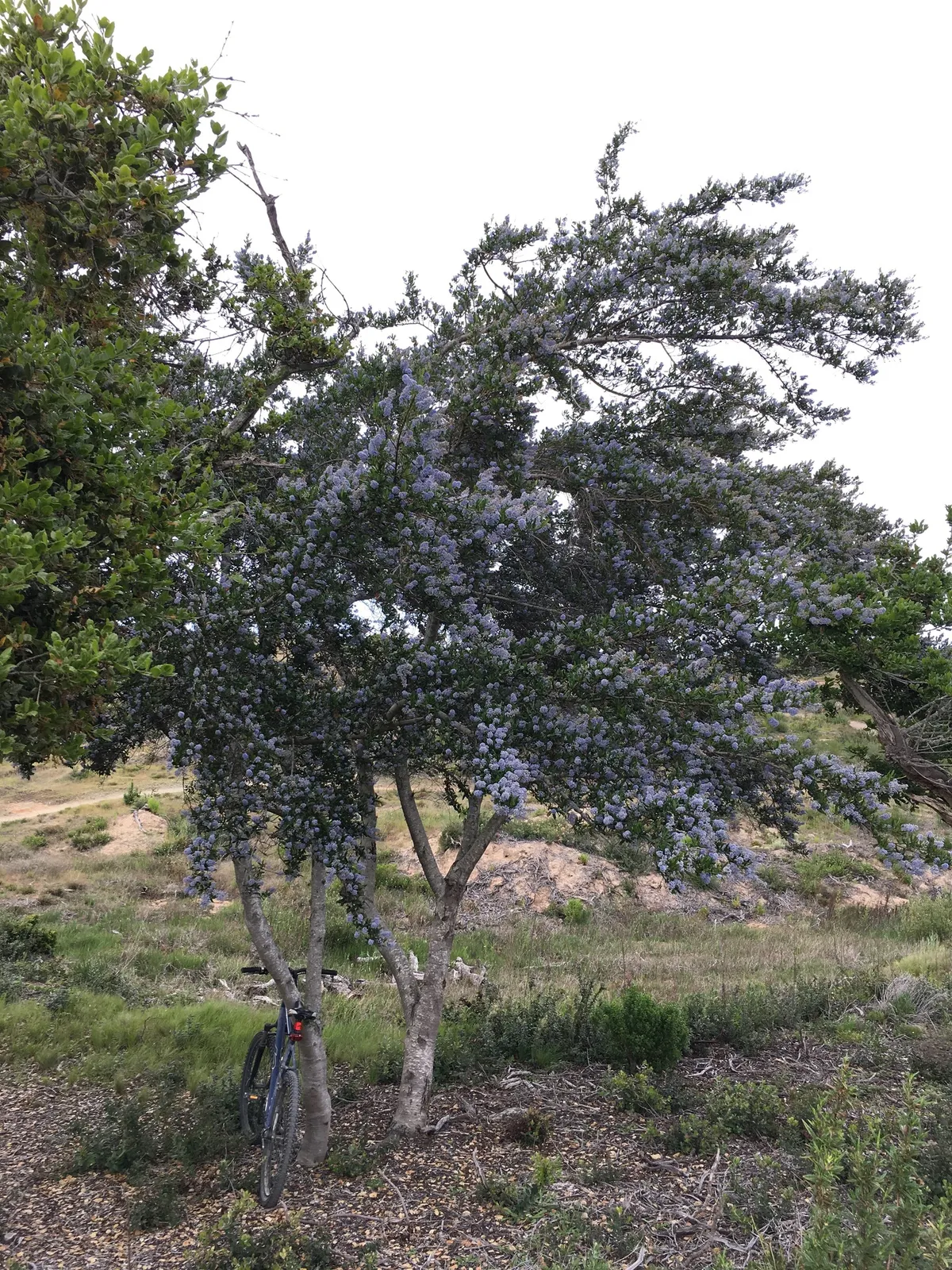 Blueblossom