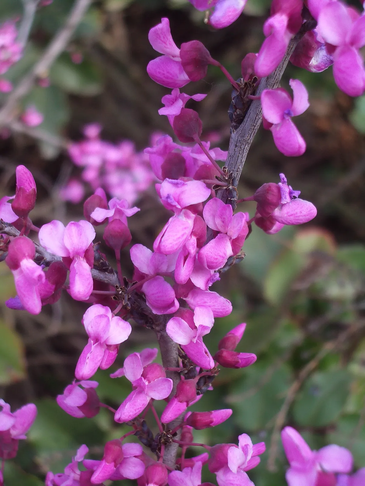 Texas Redbud
