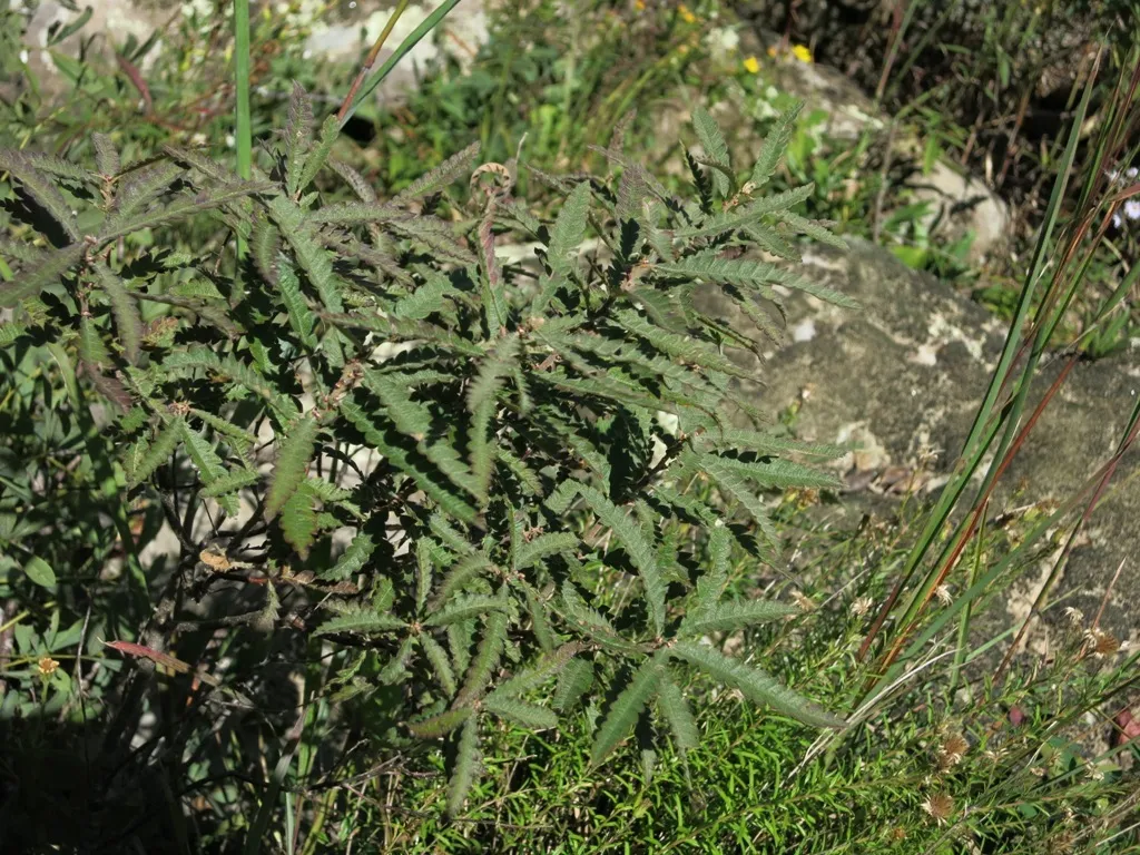 Sweet Fern
