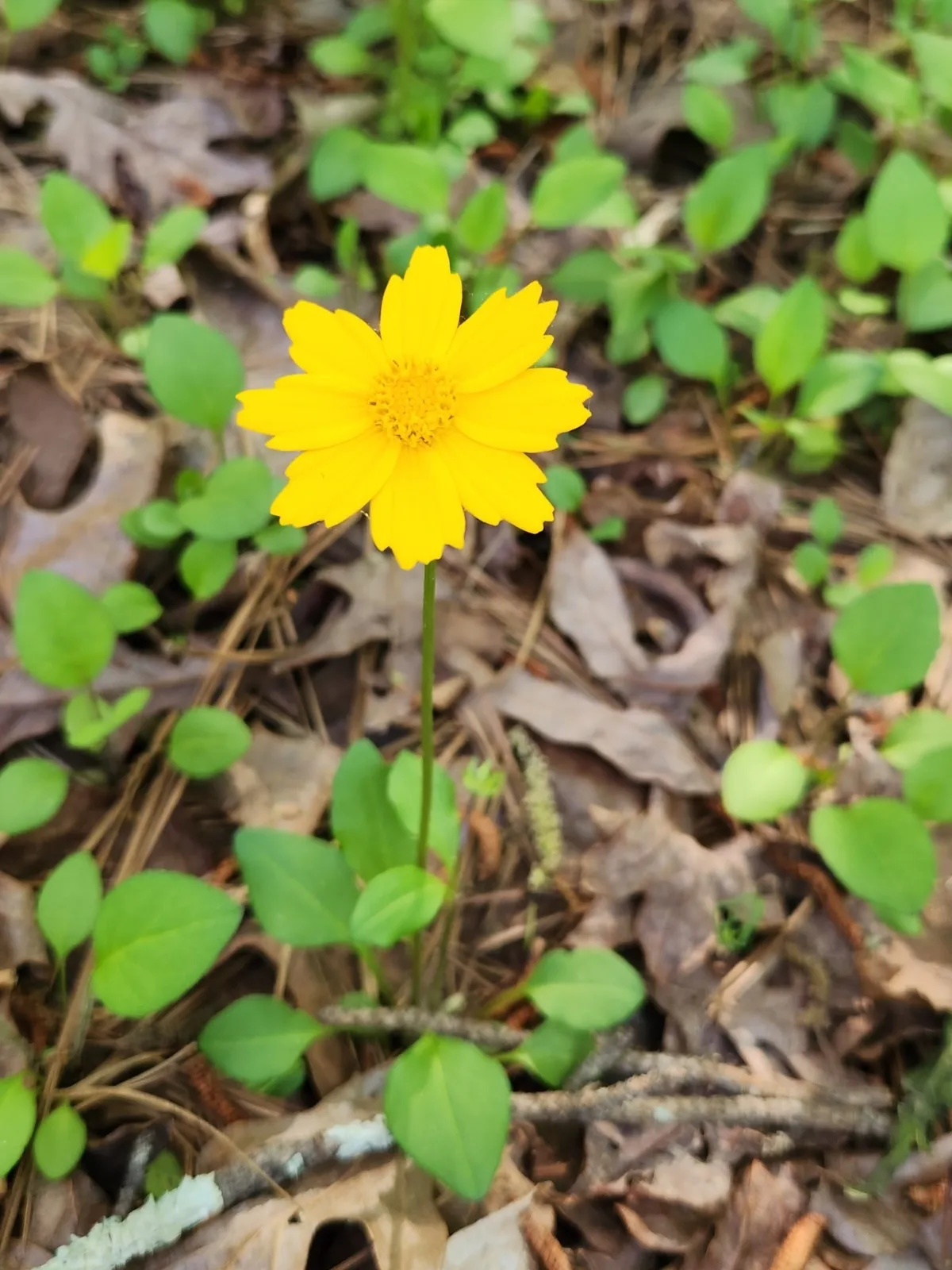 Lobed Tickseed
