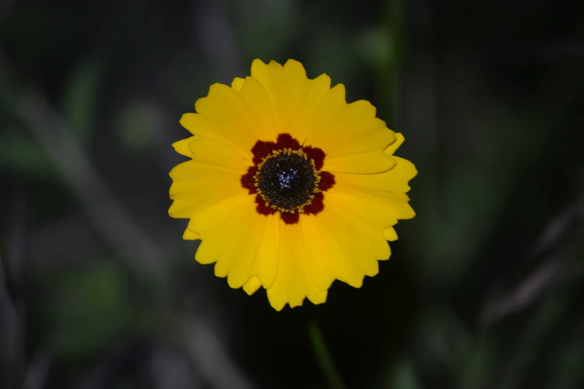 Golden Tickseed